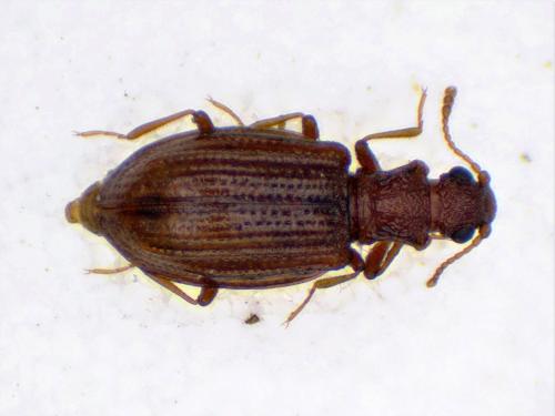 Stephostethus caucasicus